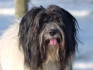 Schapendoes Yuultje-Floss van de Roeskebeer